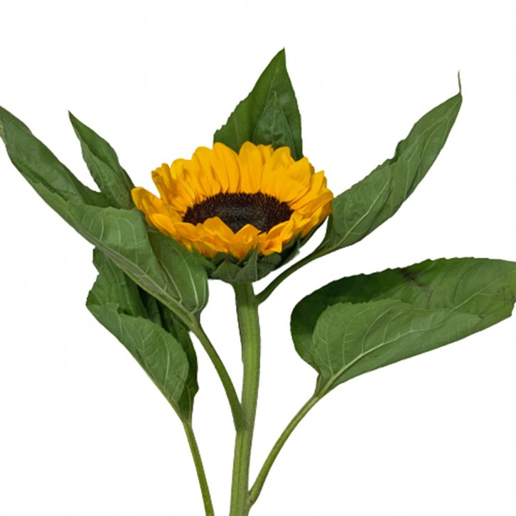[Festive] FreshCut Sunflower (MALAYSIA)