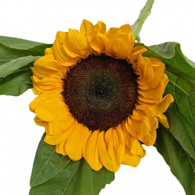[Festive] FreshCut Sunflower (MALAYSIA)