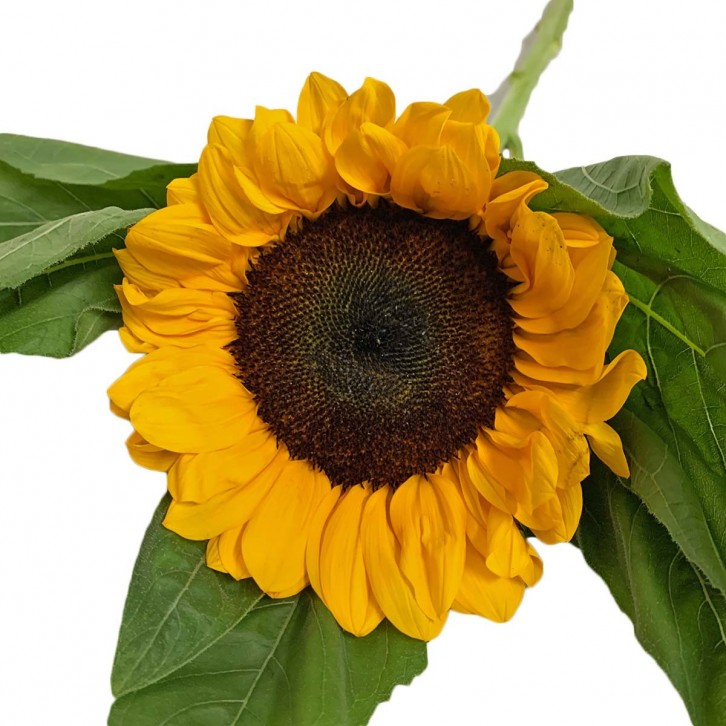 [Festive] FreshCut Sunflower (MALAYSIA)