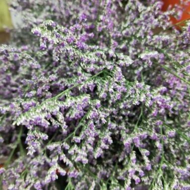 [Festive] FreshCut Caspia