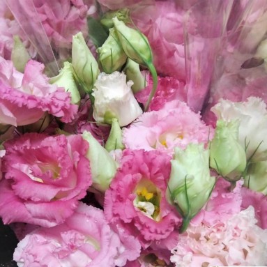 [Festive] FreshCut Eustoma