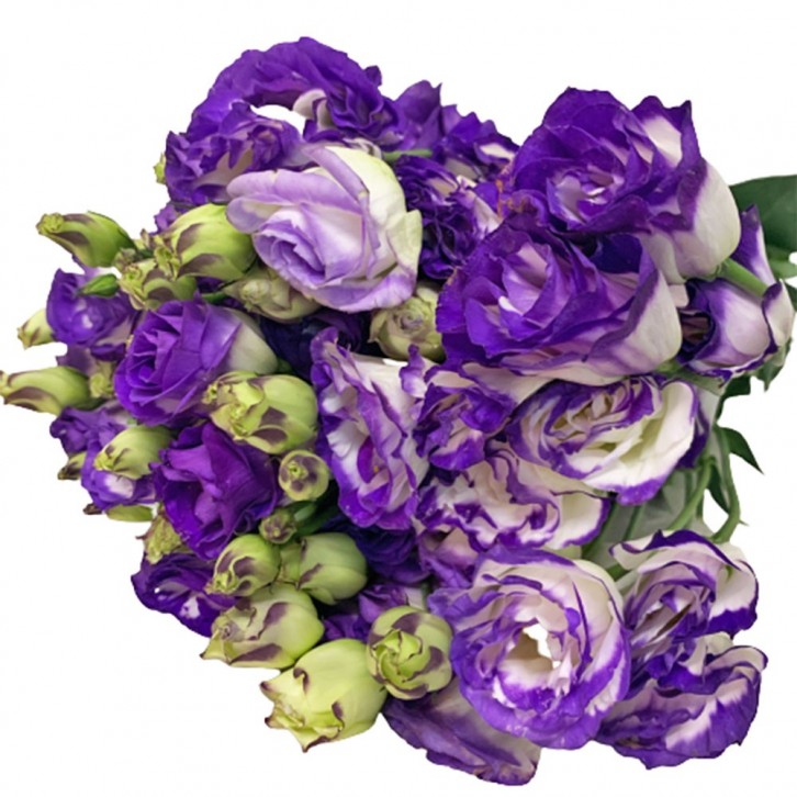 [Festive] FreshCut Eustoma