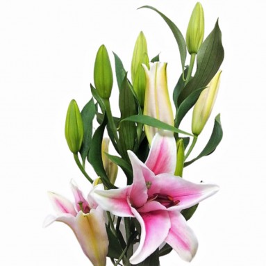 [Festive] FreshCut Lily