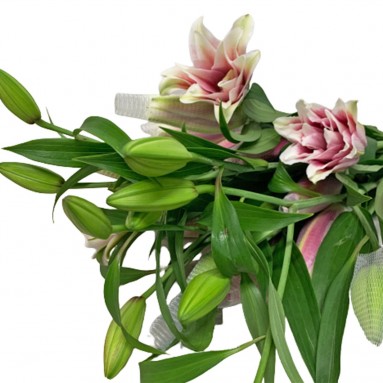 [Festive] FreshCut Rose Lily