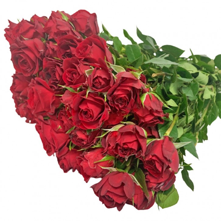 [Festive] FreshCut Rose Spray