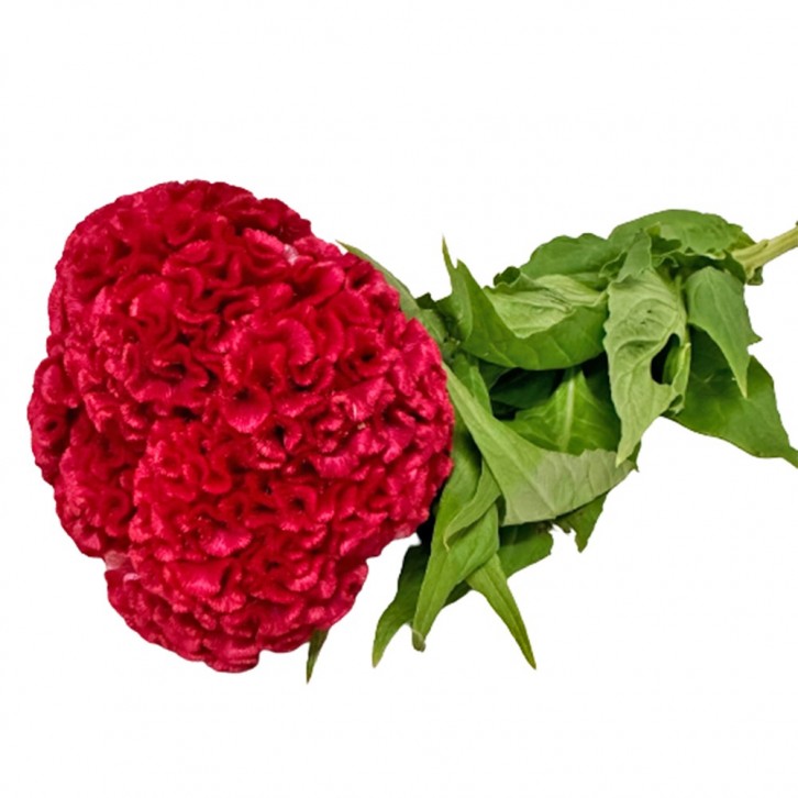 [Festive] FreshCut Cockscomb 鸡冠花 Celosia Cristata