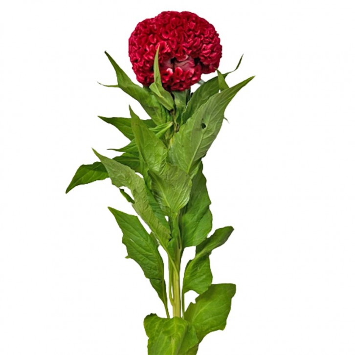[Festive] FreshCut Cockscomb 鸡冠花 Celosia Cristata