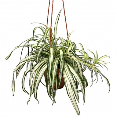 Chlorophytum Comosum - Green Edge (Spider Plant)