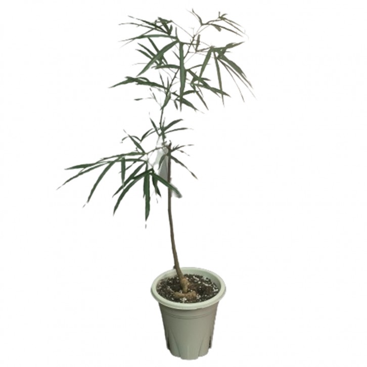 Brachychiton populneus Assorted (JAPAN)