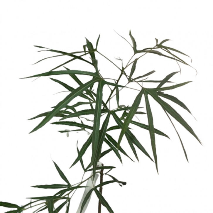 Brachychiton populneus Assorted (JAPAN)