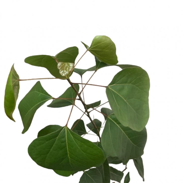 Brachychiton populneus Assorted (JAPAN)