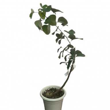 Brachychiton populneus Assorted (JAPAN)