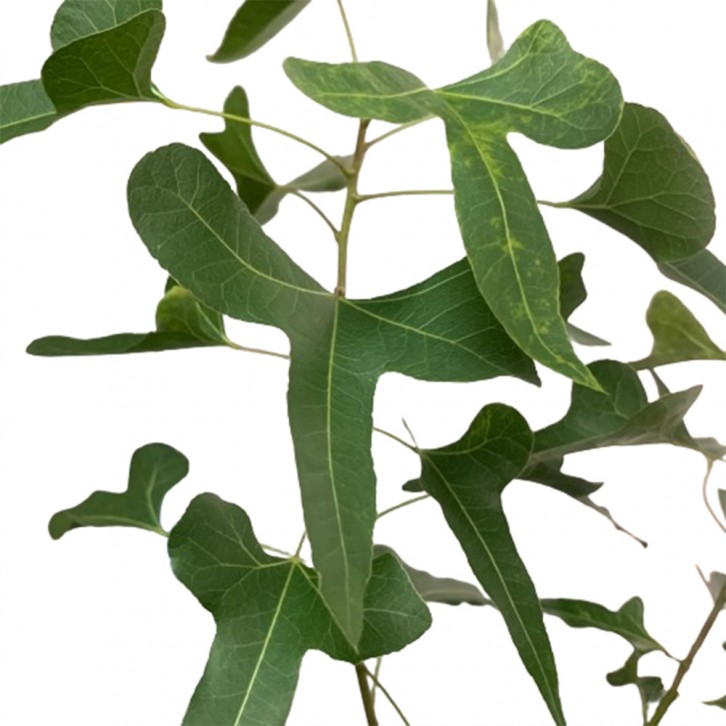 Brachychiton populneus Assorted (JAPAN)