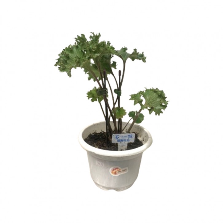 Farfugium Japonicum (Leopard Plant) Assorted