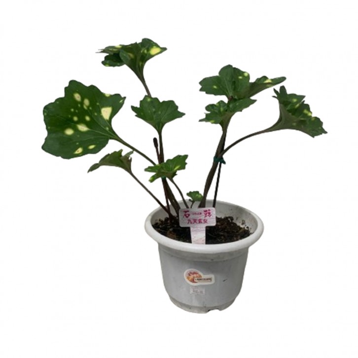 Farfugium Japonicum (Leopard Plant) Assorted