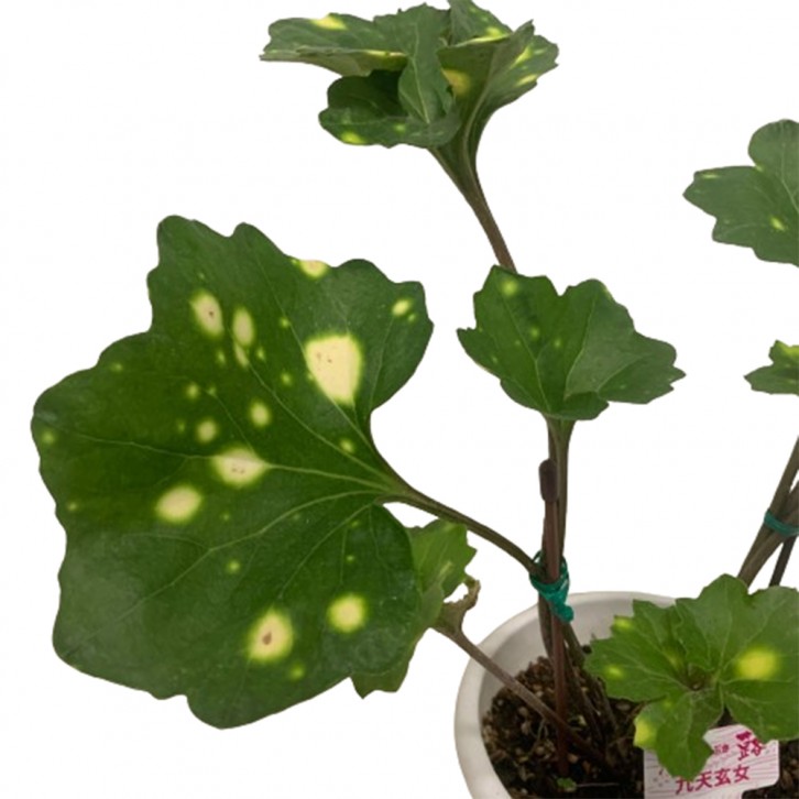Farfugium Japonicum (Leopard Plant) Assorted