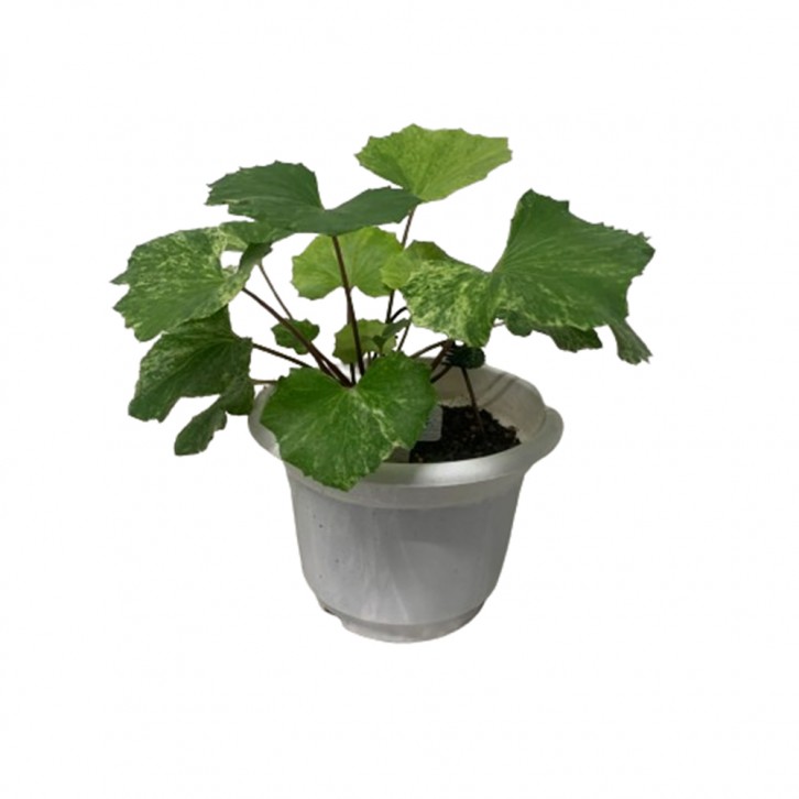 Farfugium Japonicum (Leopard Plant) Assorted
