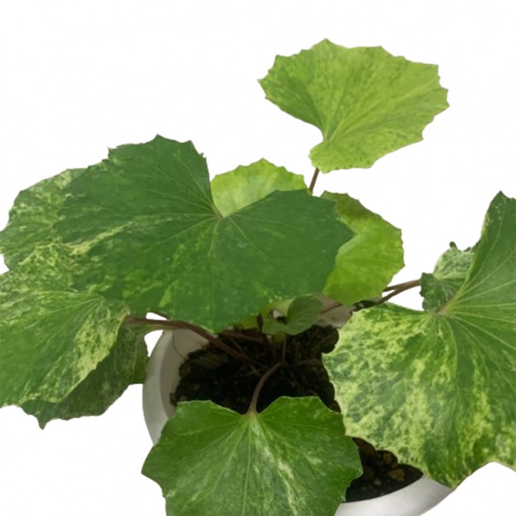 Farfugium Japonicum (Leopard Plant) Assorted
