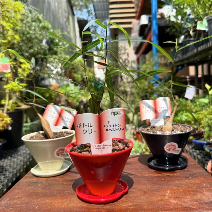 Brachychiton Rupestris (Japan)