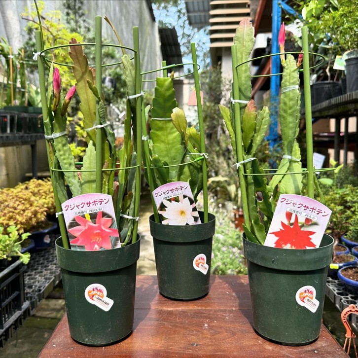 Cactaceae Epiphyllum (JAPAN)