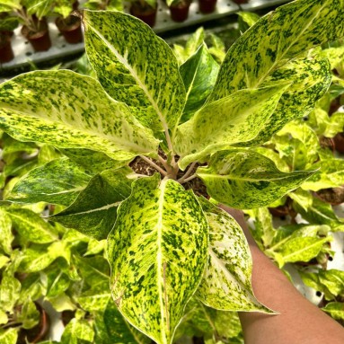 Aglaonema permaisuri