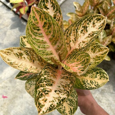 Aglaonema orange widuri