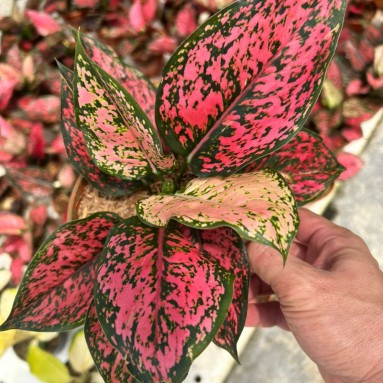 Aglaonema megenta