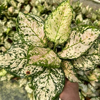 Aglaonema etta rose