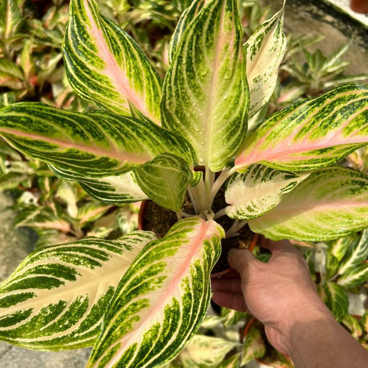 Aglaonema pink panama