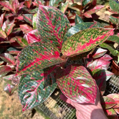 Aglaonema star dust