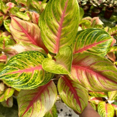 Aglaonema andini