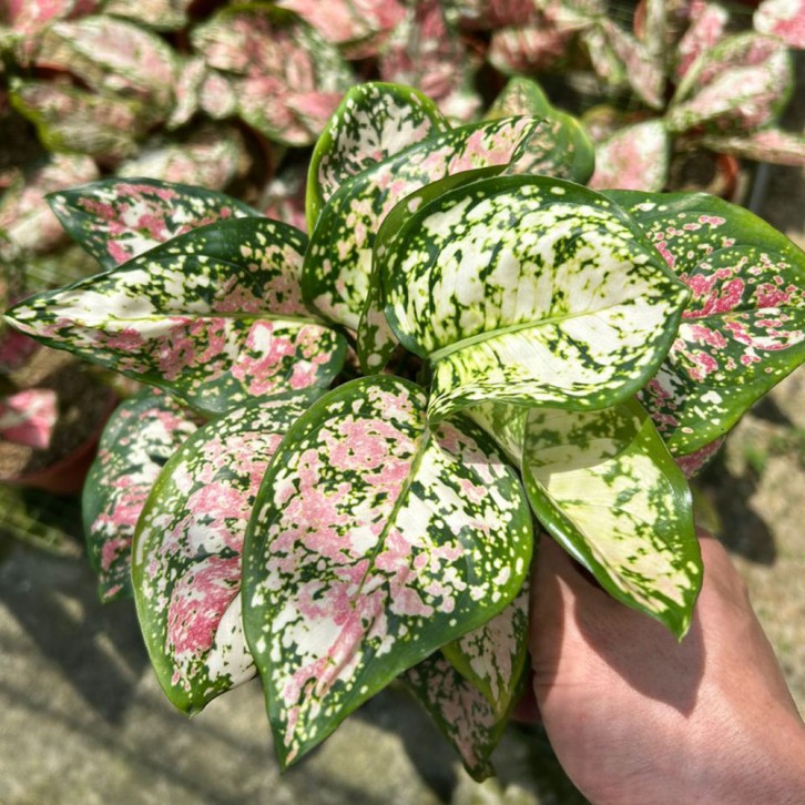 Aglaonema Tricolor