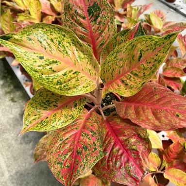 Aglaonema pink striptease