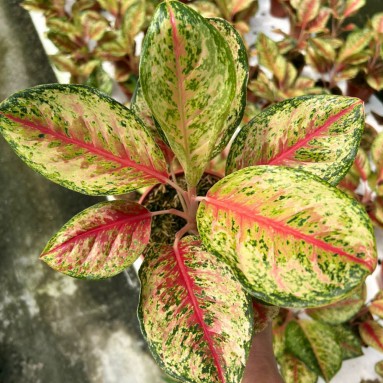 Aglaonema 10 karat