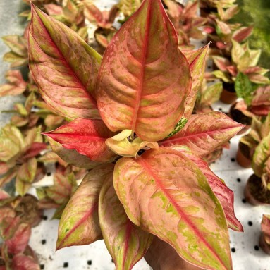 Aglaonema lod