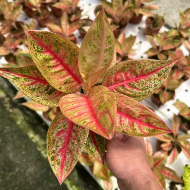 Aglaonema red legacy