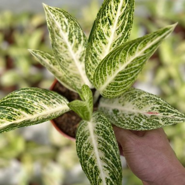 Aglaonema white legacy