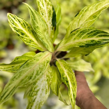 Aglaonema white panama