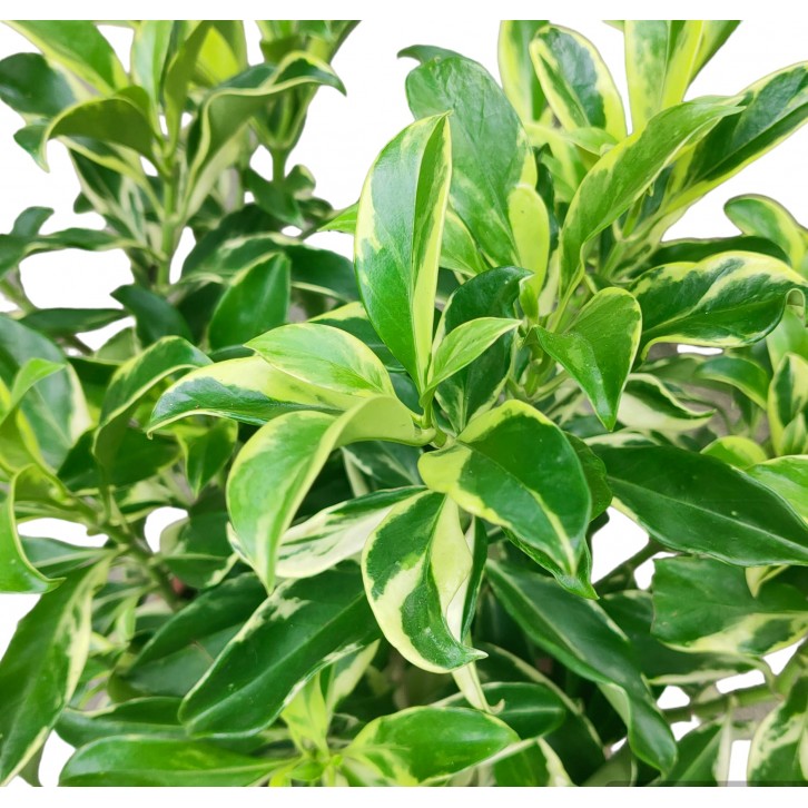 African Jasmine Variegated (Fagraea Ceilanica Variegata)