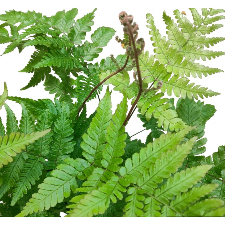 Dryopteris Erythrosora 红盖鳞毛蕨