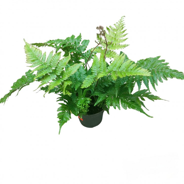 Dryopteris Erythrosora 红盖鳞毛蕨