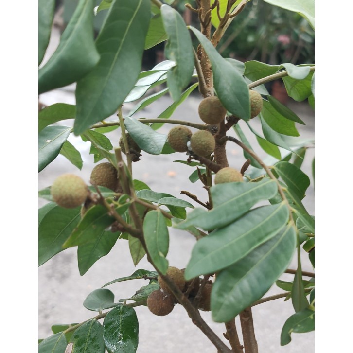 Dimocarpus longan (grafted)