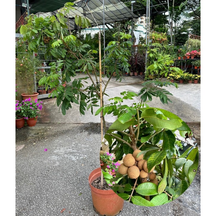 Dimocarpus longan (grafted)