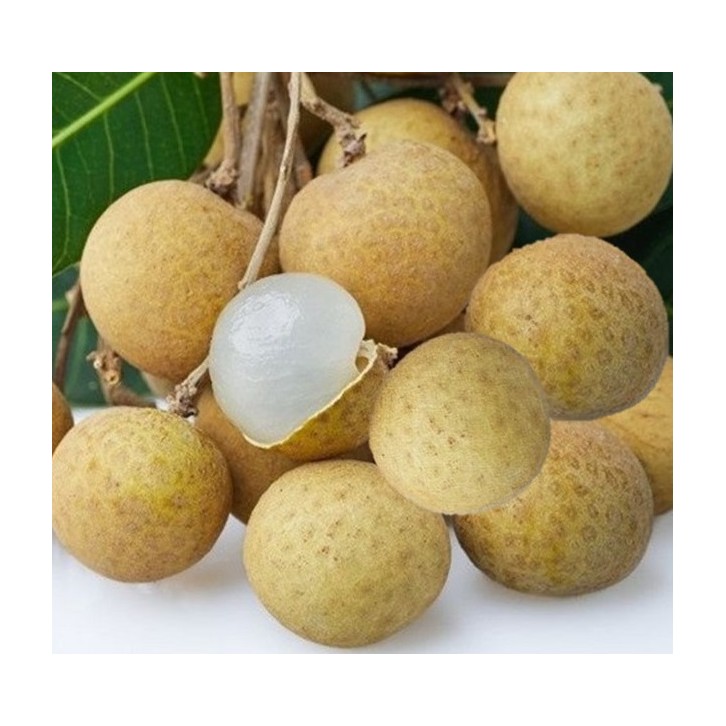 Dimocarpus longan (grafted)