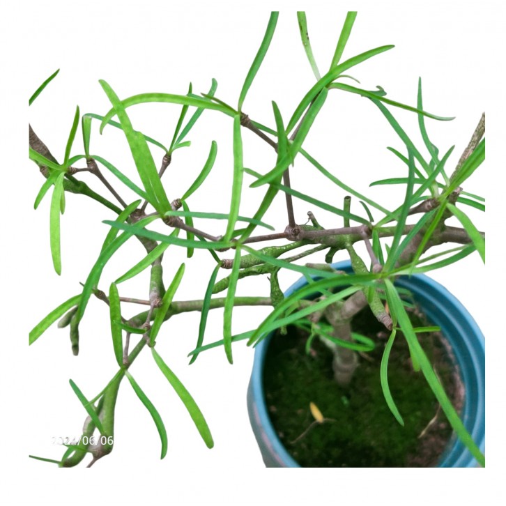 Euphorbia hedyotoides