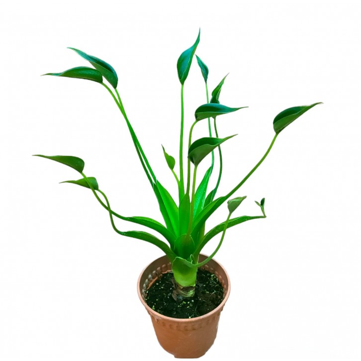 Alocasia Tiny Dancer