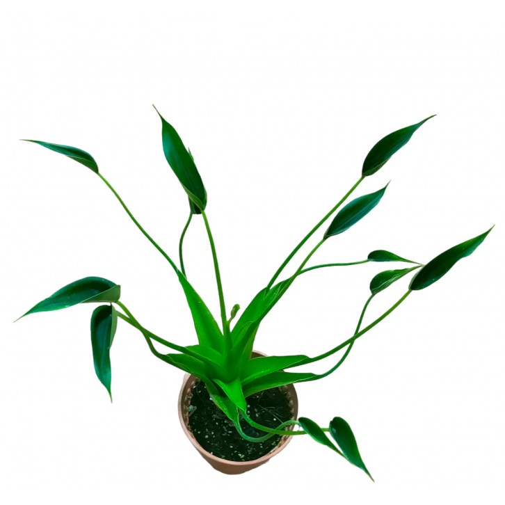 Alocasia Tiny Dancer