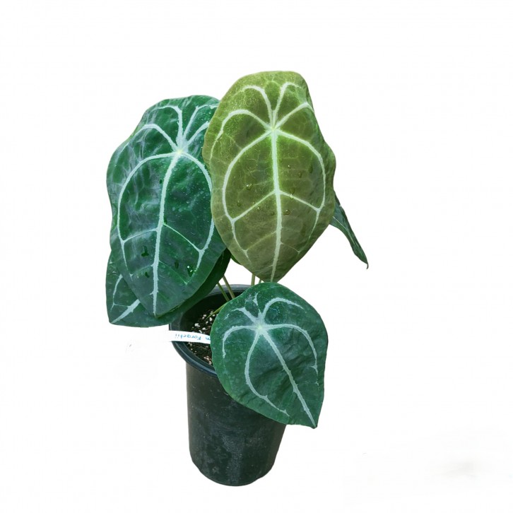 Anthurium Forgetii