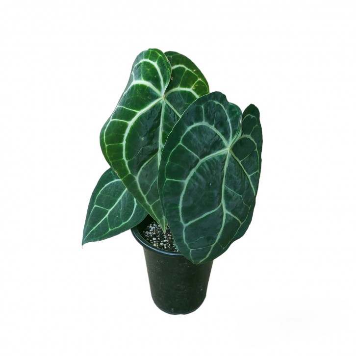 Anthurium Magnificum