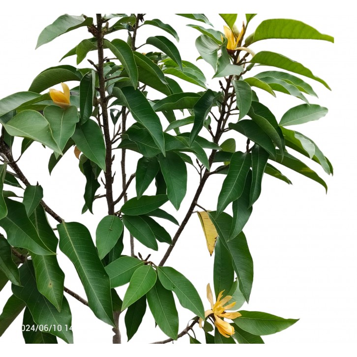 Magnolia Champaca (Cempaka kuning)